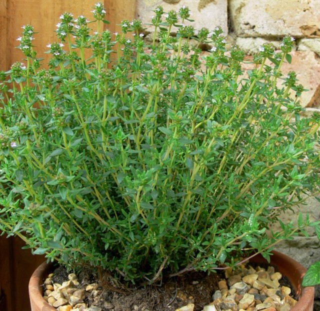 Thyme which can be infused in hot water for drinking